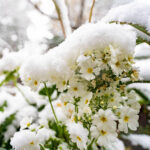 iPad9.7・7.9インチの冬の壁紙