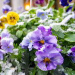 iPadPro・Air10.5インチの冬の壁紙