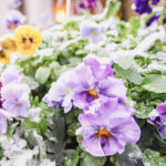 iPad11インチのロック画面等の冬の壁紙