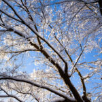 iPadPro12.9インチのロック画面等の冬の壁紙