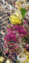iPhone13Mini・12miniのロック画面等の花の壁紙