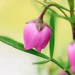 iPhone13Mini・12miniのロック画面等の花の壁紙を配信中