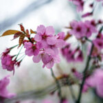 iPhone14・13・13Pro・12・12Proの花の壁紙を配信中