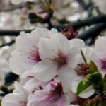 iPhone14plus・13ProMax・12ProMaxの花の壁紙を配信中