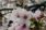 iPhone14plus・13ProMax・12ProMaxの花の壁紙を配信中