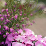 iPhone15・iPhone15Pro・iPhone14Proロック画面等の花の壁紙を配信中