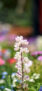 iPhone14ProMaxのロック画面等の花の壁紙