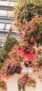 iPhone14Proロック画面等の花の壁紙