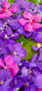 iPhone14Proロック画面等の花の壁紙