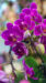 LINEプロフィール背景用の花の画像