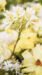 LINEプロフィール背景用の花の画像