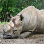 iPhone13Mini・12Miniのロック画面等の生き物の壁紙を配信中