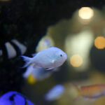 iPhone14・13・13Pro・12・12Proの生き物の壁紙を配信中