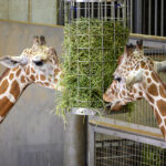 iPhone15Plus・iPhone15・14ProMaxの生き物の壁紙を配信中