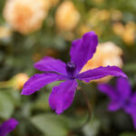 iPhone14・13・13Pro・12・12Proの春の花の壁紙を配信中