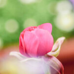 iPhone15Plus・iPhone15・14ProMaxの花の壁紙を配信中