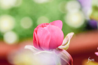 iPhone14ProMaxのロック画面等の花の壁紙