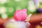 iPhone14ProMaxのロック画面等の花の壁紙を配信中