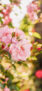 iPhone13Mini・12Miniのロック画面等の春の花の壁紙
