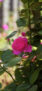 iPhone13Mini・12Miniのロック画面等の春の花の壁紙