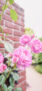 iPhone14plus・13ProMax・12ProMaxの花の壁紙