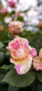 iPhone14ProMaxのロック画面等の春の花の壁紙
