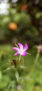 iPhone14ProMaxのロック画面等の春の花の壁紙