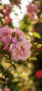 iPhone14Proのロック画面等の春の花の壁紙
