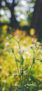 iPhone13Mini・12Miniのロック画面等春の風景壁紙