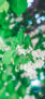 iPhone14plus・13ProMax・12ProMaxの春の風景壁紙