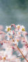 iPhone13Mini・12Miniのロック画面等の初夏の花の壁紙