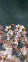 iPhone13Mini・12Miniのロック画面等の初夏の花の壁紙