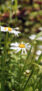 iPhone14・13・13Pro・12・12Proの初夏の花の壁紙