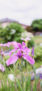iPhone14・13・13Pro・12・12Proの初夏の花の壁紙