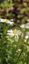iPhone14plus・13ProMAX・12ProMaxの初夏の花の壁紙