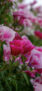 iPhone14ProMaxのロック画面等の初夏の花の壁紙