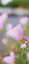 iPhone14ProMaxのロック画面等の初夏の花の壁紙