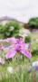 iPhone14ProMaxのロック画面等の初夏の花の壁紙