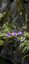 iPhone14Proのロック画面等の初夏の花の壁紙
