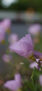 iPhone14Proのロック画面等の初夏の花の壁紙