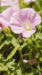 LINEプロフィール背景用初夏の花の写真画像