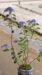 LINEプロフィール背景用初夏の花の写真画像