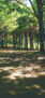 iPhone13Mini・12Miniのロック画面等の初夏の風景壁紙