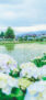 iPhone14・13・13Pro・12・12Proの初夏の風景壁紙