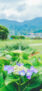 iPhone14Proのロック画面等の初夏の風景壁紙