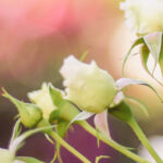 iPhone13Mini・12Miniのロック画面等の春の花の壁紙を配信中