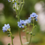 iPhone14plus・13ProMax・12ProMaxの花の壁紙を配信中