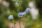 iPhone14plus・13ProMax・12ProMaxの花の壁紙を配信中