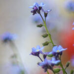 iPhone15・iPhone15Pro・iPhone14Proのロック画面等の春の花の壁紙を配信中