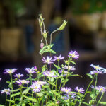 iPhone13Mini・12Miniのロック画面等春の風景壁紙を配信中